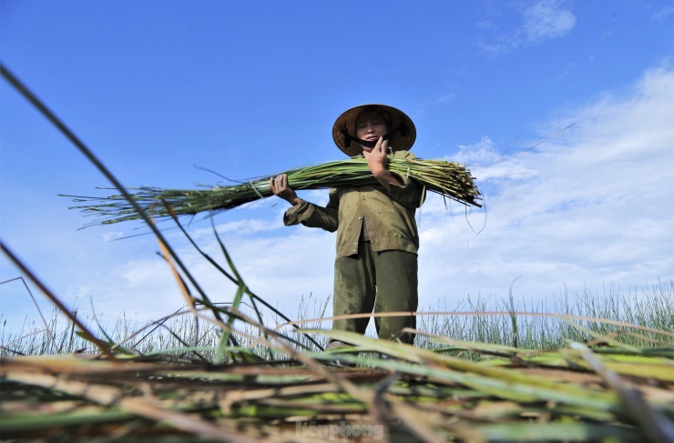 Nông dân vùng ốc đảo ở Hà Tĩnh tất bật thu hoạch cói nhưng kém vui - 8
