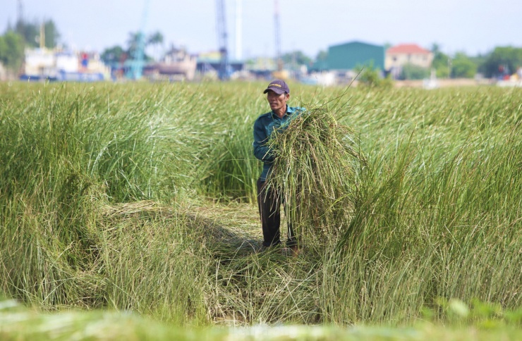 Cắt cói xong, người dân sẽ giũ cho sạch cỏ rác và tách những loại cây khác ra, sau đó buộc lại thành từng bó.