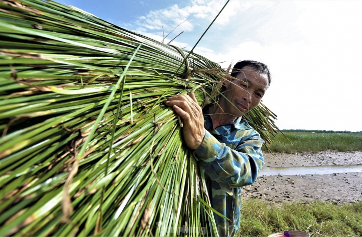 Ông Hồ Sỹ Thành (52 tuổi, thôn Hồng Lam) cho biết: "Gia đình trồng hơn 3 sào cói (500m2/sào), thu gần 1 tấn cói khô. Ngày trước mỗi tấn cói bán hơn 10-13 triệu đồng nhưng nay chỉ được 6-7 triệu đồng".