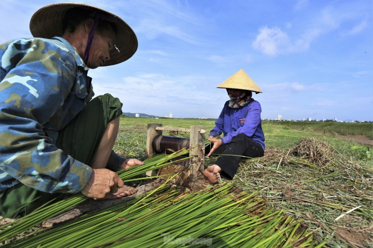 Sau khi thu hoạch, cây cói được mang chẻ nhỏ rồi mới phơi khô. Để dễ chẻ, người dân thu hoạch cói tới đâu thì chẻ tới đó. Chẻ cói cũng là khâu mất nhiều thời gian nhất trong kỳ thu hoạch vì đều phải làm thủ công với các dụng cụ thô sơ.