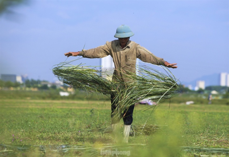 "Mỗi hộ dân ở đây trồng 4-10 sào cói, nếu được mùa, được giá mỗi vụ sẽ kiếm được 20-30 triệu đồng. Năm nay, nắng nóng kéo dài khiến cây kém phát triển, giá cũng thấp hơn các năm", ông Đinh Văn Hiền (67 tuổi), cho hay.