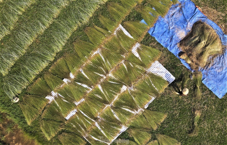 Cói sau khi chẻ xong thường được phơi từ 2-3 nắng, đến khi khô thì bó lại mang về nhà chờ thương lái đến mua. Việc chẻ cói và phơi khô diễn ra ngay trên đồng.