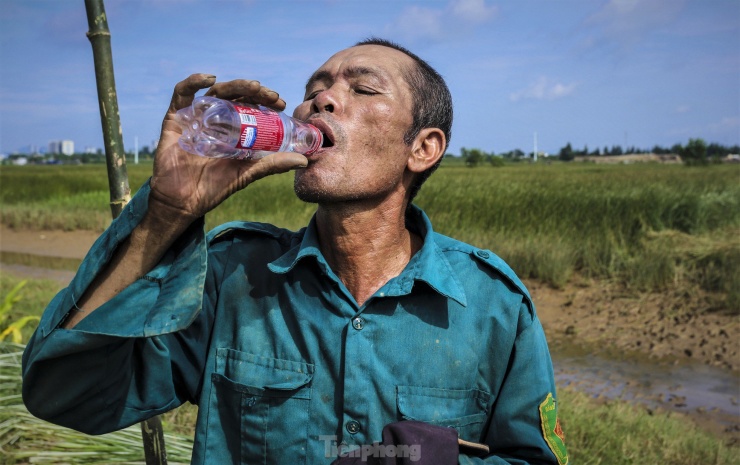 Khoảng 9h, nắng nóng dần gay gắt, người dân tạm dừng việc thu hoạch cói để trở về nhà. Công việc được thực hiện hàng ngày nhưng sẽ khó khăn hơn khi nước sông dâng cao, ngập thân cây.