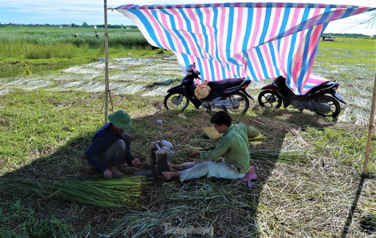 Để sớm thu hoạch xong diện tích của gia đình, nhiều hộ dân còn dựng những tấm bạt ngay giữa đồng để làm việc.