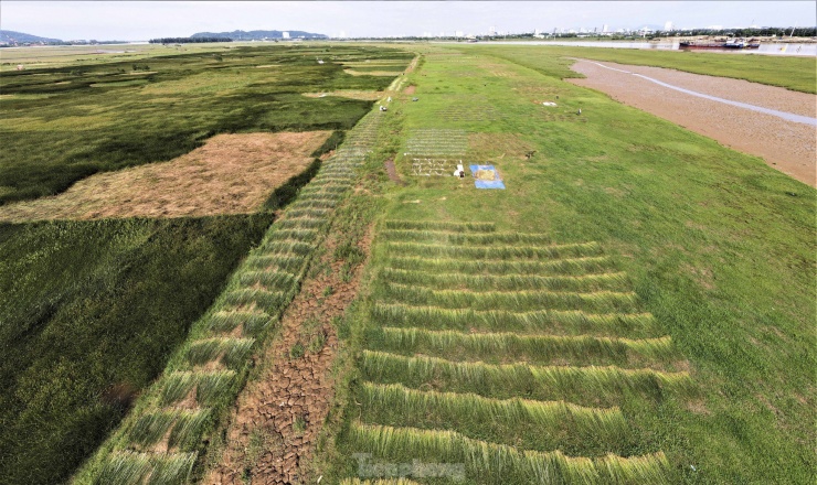 Ông Nguyễn Thế Lục - Trưởng thôn Hồng Lam (xã Xuân Giang) cho biết trồng cói là nghề mang lại thu nhập chính cho hơn 100 hộ dân trong thôn. Diện tích trồng cói hiện tại chỉ còn gần 50 ha, ngoài ra người dân còn có hơn 100 ha đất trồng lạc. "Cói sau khi thu hoạch và phơi khô thương lái sẽ thu mua rồi xuất bán ra tỉnh Thanh Hóa để dệt chiếu, đan thảm và các vật dụng khác".