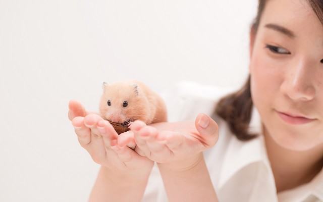 Việc nhẹ lương cao: Chăm sóc chuột kiếm được 100 triệu/tháng - 3