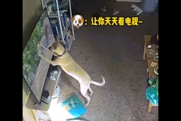 Clip hài hước - Những con chó "báo quá báo" khiến chủ nhân cạn lời