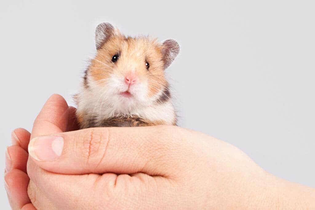 Việc nhẹ lương cao: Chăm sóc chuột kiếm được 100 triệu/tháng - 2
