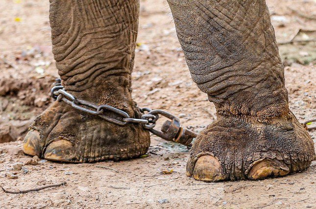 Giải phóng xích chân cho 2 chú voi ở vườn thú Hà Nội - 2