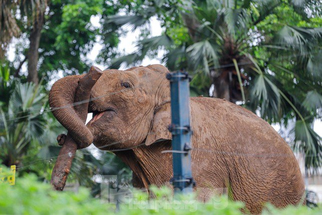 Giải phóng xích chân cho 2 chú voi ở vườn thú Hà Nội - 1