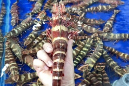 Thị trường - Tiêu dùng - Loài "siêu to khổng lồ" ở Việt Nam, ngon hơn cả tôm Alaska tiền triệu/kg