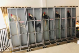 Thị trường - Tiêu dùng - Người đàn ông ở Long An chi cả tỷ đồng mua hàng trăm con gà về ngắm chơi