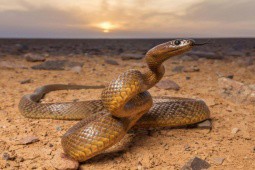 Loài rắn nào sở hữu nọc độc kinh khủng nhất thế giới?