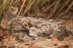 Media - 5 loài rắn có nọc độc nguy hiểm nhất thế giới