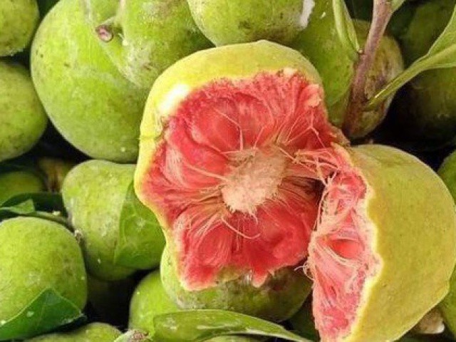Loại quả vị chua chua, ruột hồng bắt mắt giá ngang trái cây nhập khẩu ở Hà Nội vẫn đắt khách