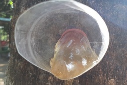 Thị trường - Tiêu dùng - Thứ "lộc trời" ở trên cây, lấy xuống bán 300.000 đồng/kg thành đặc sản