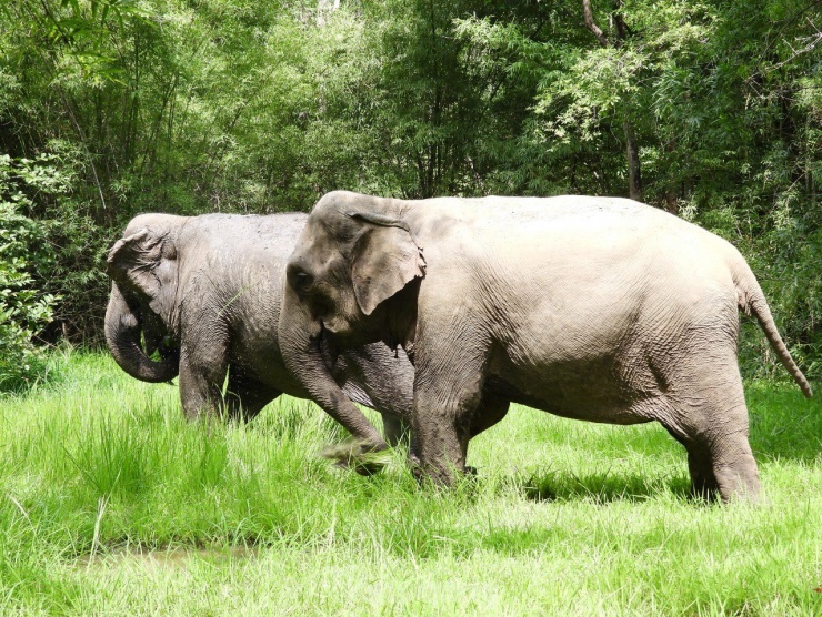 Ngừng chở khách, voi thỏa thích 'vui đùa' dưới nước khi được thả về rừng - 2