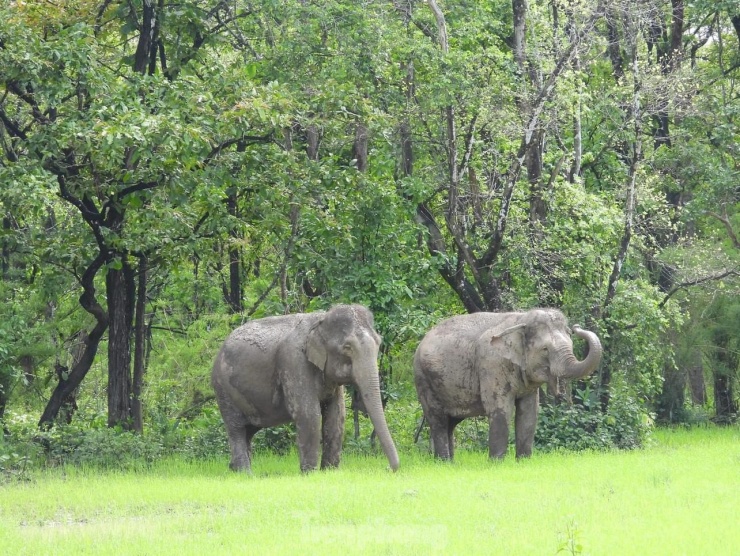 Ngừng chở khách, voi thỏa thích 'vui đùa' dưới nước khi được thả về rừng - 1