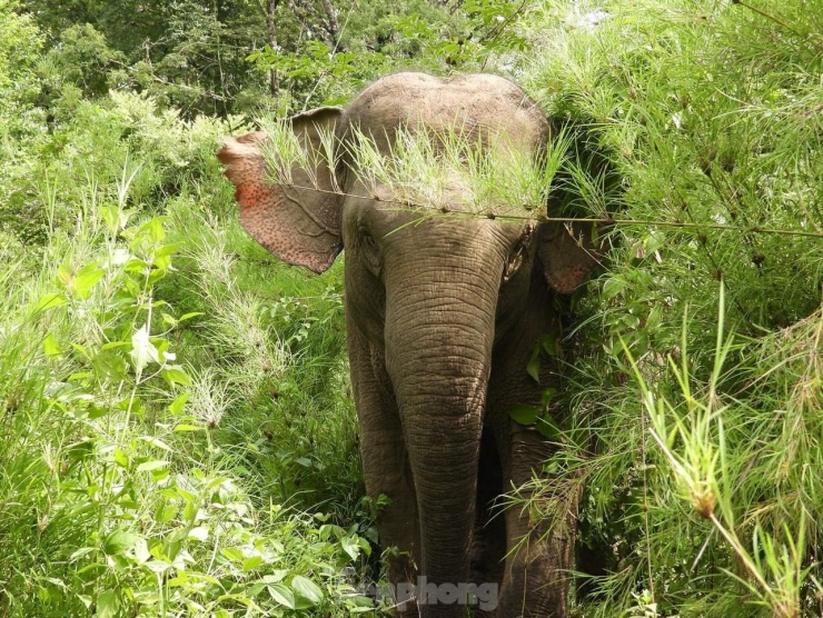 Ngừng chở khách, voi thỏa thích 'vui đùa' dưới nước khi được thả về rừng - 3