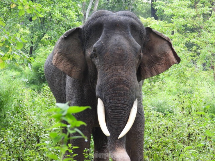 Ngừng chở khách, voi thỏa thích 'vui đùa' dưới nước khi được thả về rừng - 4