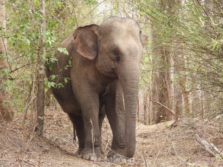 Ngừng chở khách, voi thỏa thích 'vui đùa' dưới nước khi được thả về rừng - 5