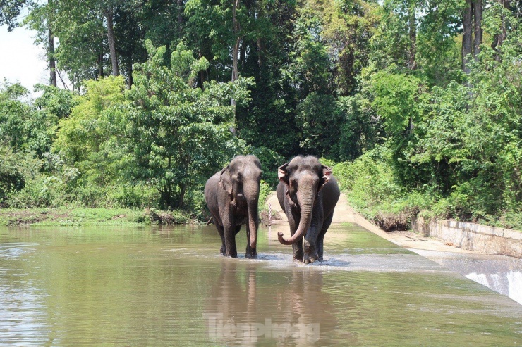 Ngừng chở khách, voi thỏa thích 'vui đùa' dưới nước khi được thả về rừng - 7