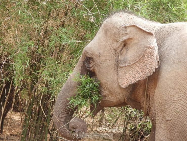 Ngừng chở khách, voi thỏa thích 'vui đùa' dưới nước khi được thả về rừng - 6