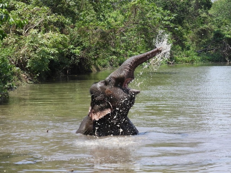 Ngừng chở khách, voi thỏa thích 'vui đùa' dưới nước khi được thả về rừng - 9