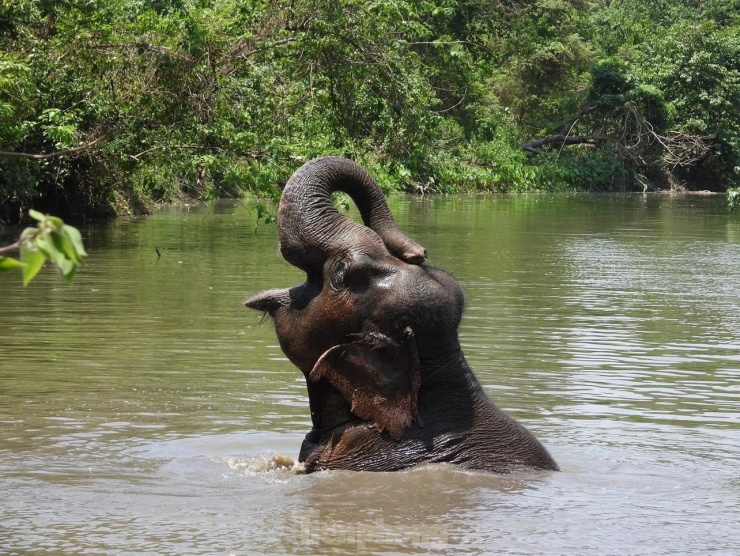 Ngừng chở khách, voi thỏa thích 'vui đùa' dưới nước khi được thả về rừng - 8