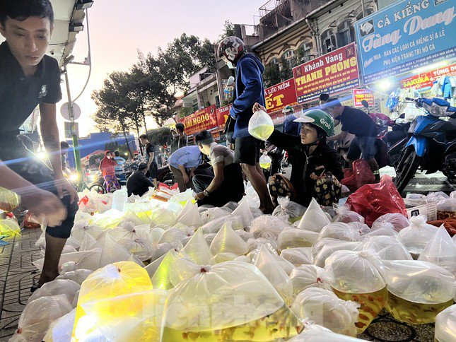 Chợ cá cảnh "âm phủ" trên đường Lưu Xuân Tín (quận 5) chỉ họp chợ tầm 3 giờ sáng, và kéo dài trong vài tiếng đồng hồ.