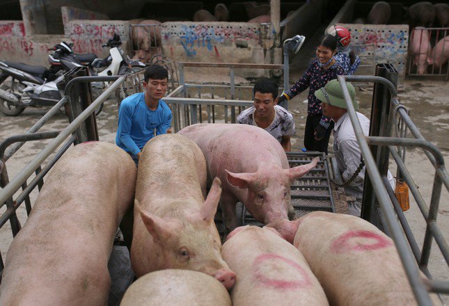 Dịch tả lợn châu Phi đang quay trở lại khiến nhiều trang trại lo bán chạy.