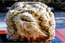 Thế giới - Người đàn ông bất ngờ tìm được “báu vật” trị giá tới cả tỷ USD khi đang đào đất