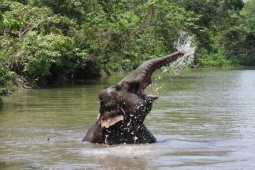 Tin tức trong ngày - Ngừng chở khách, voi thỏa thích 'vui đùa' dưới nước khi được thả về rừng