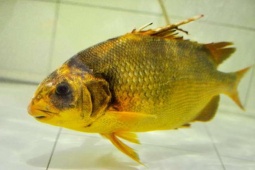 Thị trường - Tiêu dùng - Loại cá "đại gia" ở Việt Nam có nguy cơ tuyệt chủng, giá tới 1,4 triệu đồng/kg