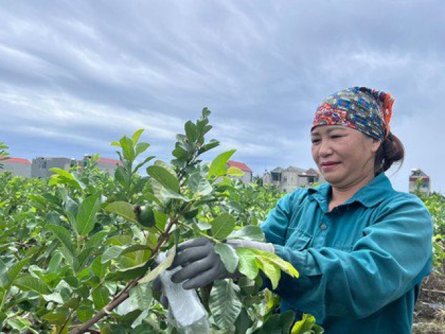 Thị trường - Tiêu dùng - Đổi đời nhờ trồng ổi lê