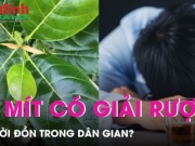 Sức khỏe đời sống - Lá mít có giải rượu như lời đồn trong dân gian?