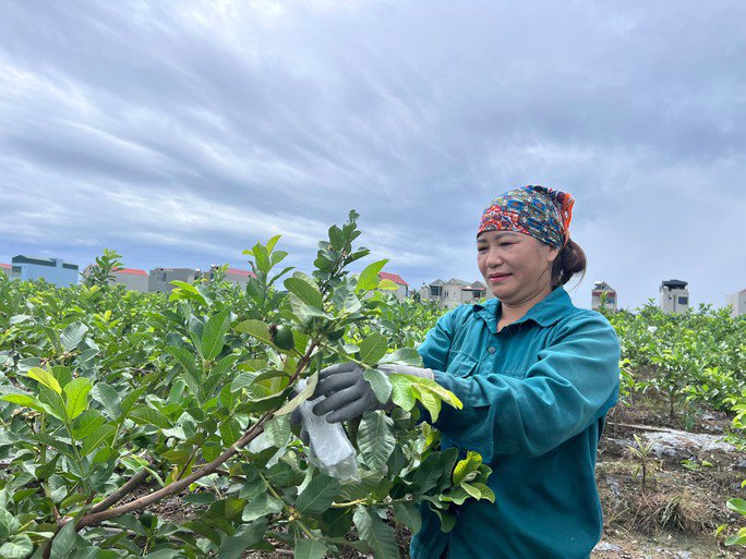 Mô hình trồng ổi lê Đài Loan tại xã Hà Long, huyện Hà Trung, tỉnh Thanh Hóa