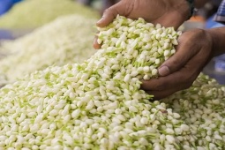 Thị trường - Tiêu dùng - "Ngọc trắng" ở Việt Nam có giá rẻ, sang nước ngoài thành vật quý, bán hơn 500 nghìn/kg