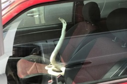 Tranh vui - Đây không phải là thứ bạn may mắn thấy hàng ngày!