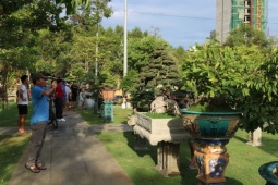 Tin tức trong ngày - Video: Dàn bonsai chục tỉ quy tụ về Quy Nhơn