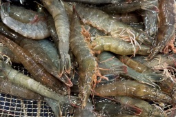 Ẩm thực - Tôm mua về đừng vội cho vào tủ lạnh, áp dụng mẹo nhỏ này bảo quản cả tháng vẫn tươi roi rói