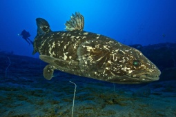 Media - Video: Loài cá "hóa thạch sống" dài tới 2 mét, nặng 90kg, mang thai 5 năm