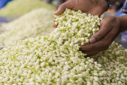 ”Ngọc trắng” ở Việt Nam có giá rẻ, sang nước ngoài thành vật quý, bán hơn 500 nghìn/kg