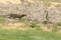 Media - Cầy mangut "tung võ", hành hạ rắn hổ mang kịch độc