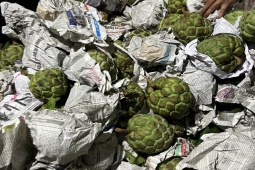 Thị trường - Tiêu dùng - Loại quả rừng “xanh vỏ đỏ lòng” vào mùa, dân buôn có ngày bán cả tấn