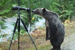 Tranh vui - Khi động vật “đua đòi” làm nhiếp ảnh