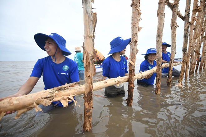 Đẩy mạnh dự án “Cánh Rừng Net Zero”, Vinamilk khoanh nuôi tái sinh 25ha rừng ngập mặn Cà Mau - 3