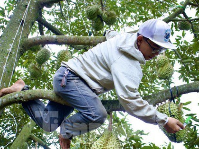 Thị trường - Tiêu dùng - Kiếm tiền triệu mỗi ngày nhờ nghề gõ loại quả đầy gai