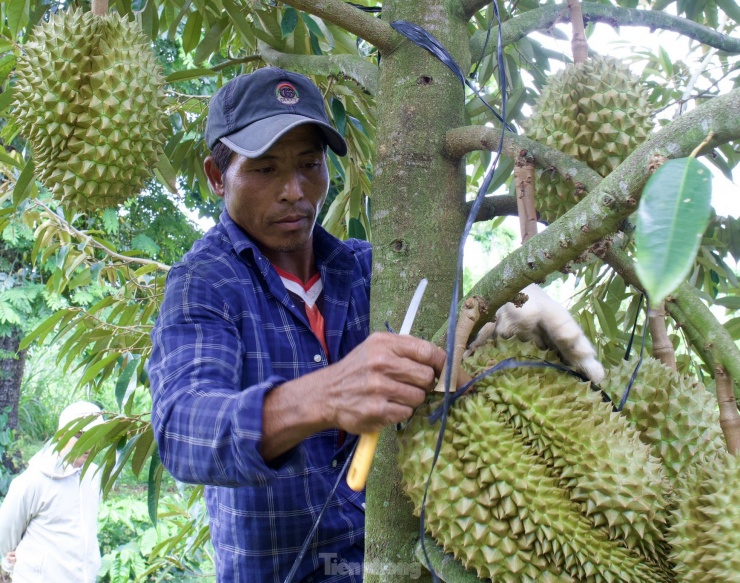 Hiện nay, Đắk Lắk đang trong mùa vụ thu hoạch sầu riêng - “vua” của các loại trái cây. Tuy nhiên, việc thu hái sầu gặp nhiều khó khăn, nguy hiểm nên loại quả này rất kén người “thẩm định”.