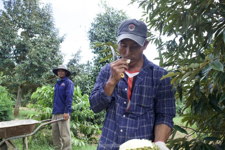 Làm nghề "gõ" sầu riêng hơn 10 năm, ông Cao Thành Nam (SN 1976, thôn Tân Trung, xã Ea Kênh, huyện Krông Pắc) cho biết, người hái sầu phải “thẩm định” được trái chín, trái già, trái non và gom đủ số lượng xuất hàng theo yêu cầu của thương lái.